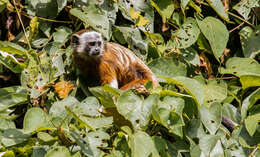 Image of Silvery-brown Bare-face Tamarin