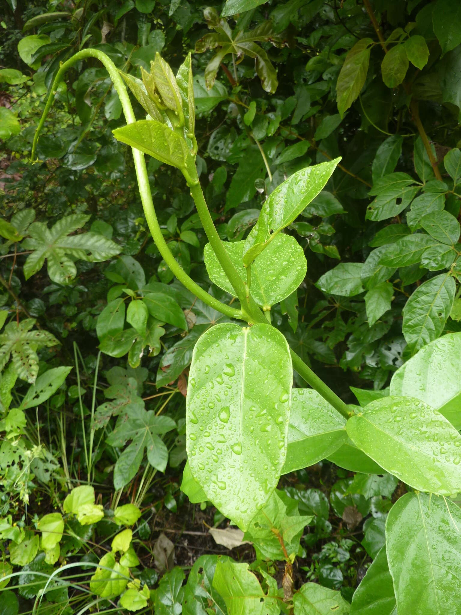 Image of Omphalea