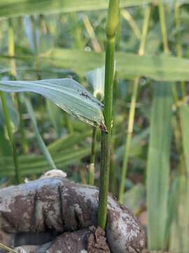 Image of Echinochloa telmatophila Michael & Vickery