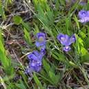 Image of dwarf lake iris