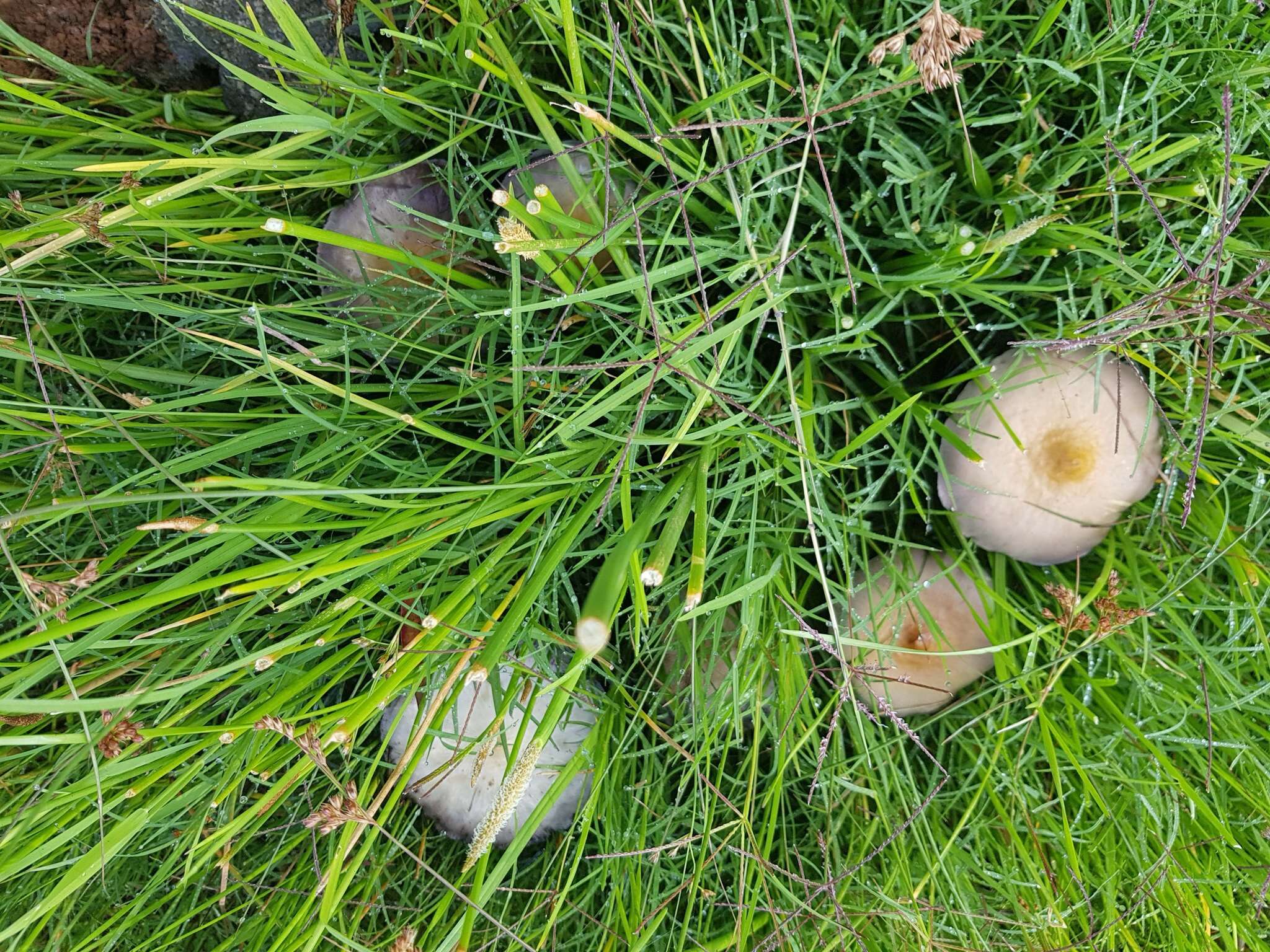 Image de Psilocybe cubensis (Earle) Singer 1948