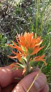 Image of acute Indian paintbrush