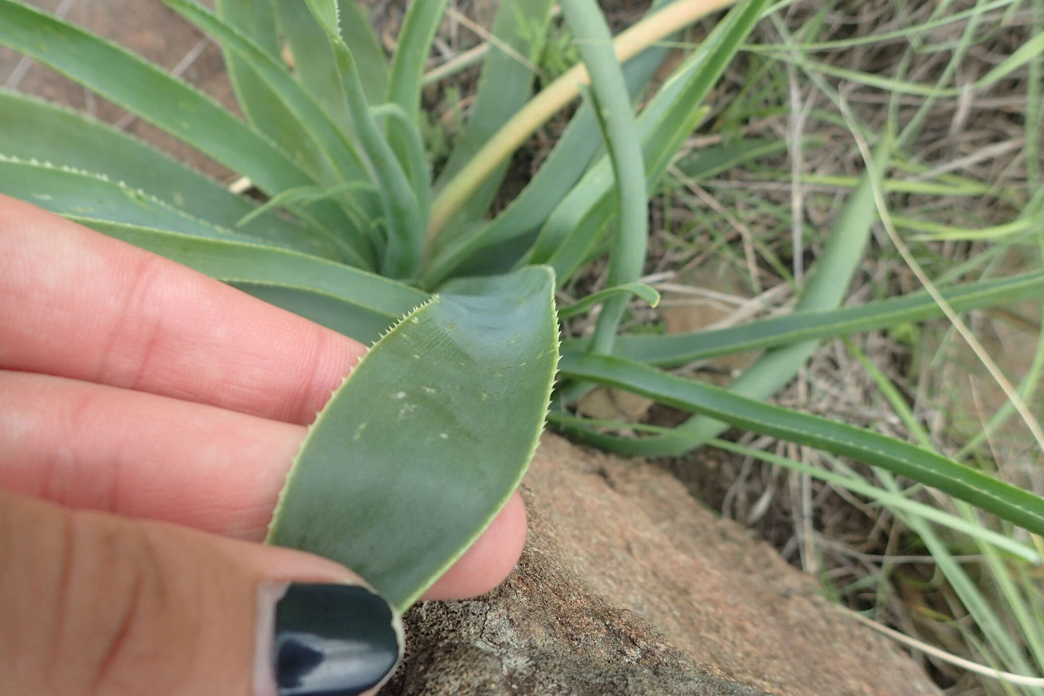 Image de Aloe boylei Baker