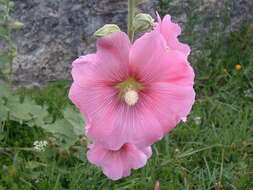 Image of hollyhock