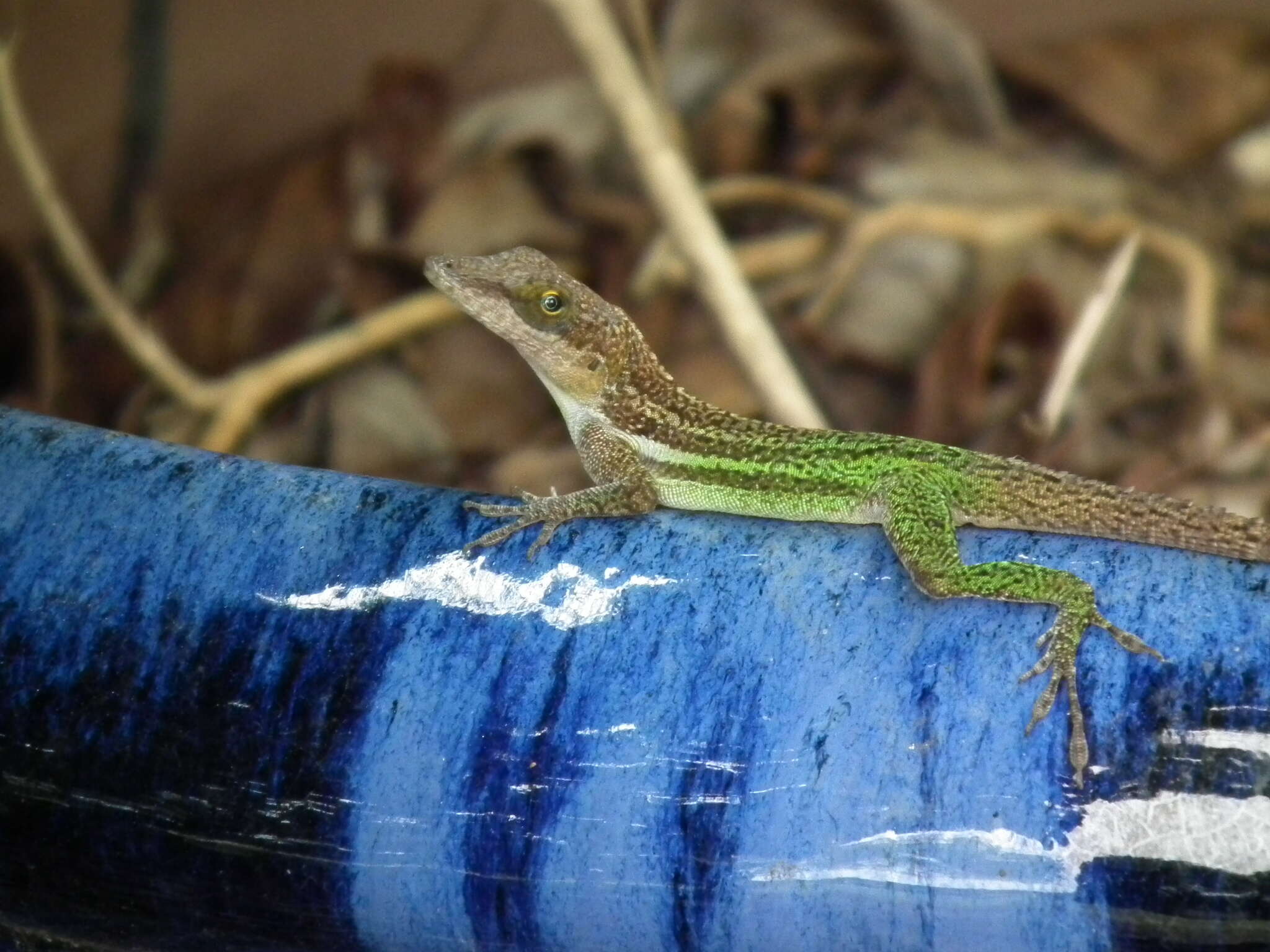 Image of Leach's Anole