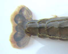 Image of brownbar snapping shrimp