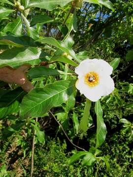 Image of Franklin tree