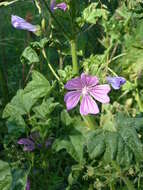 Image of high mallow