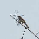 Image of Grey-breasted Prinia