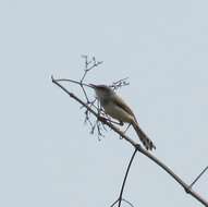 Image of Grey-breasted Prinia