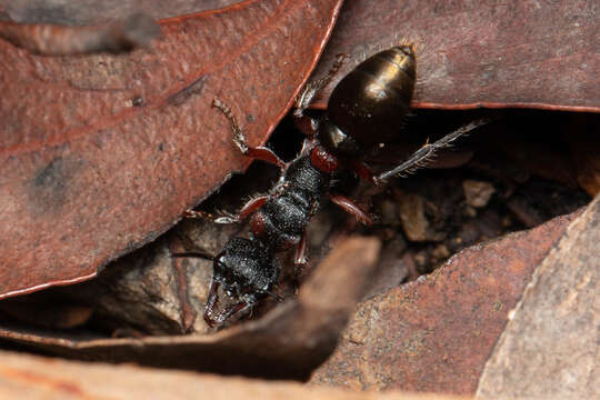 Image of Myrmecia chrysogaster (Clark 1943)