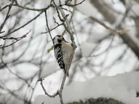 Image of Lesser Spotted Woodpecker