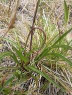 Image of Microseris lanceolata (Walp.) Sch. Bip.