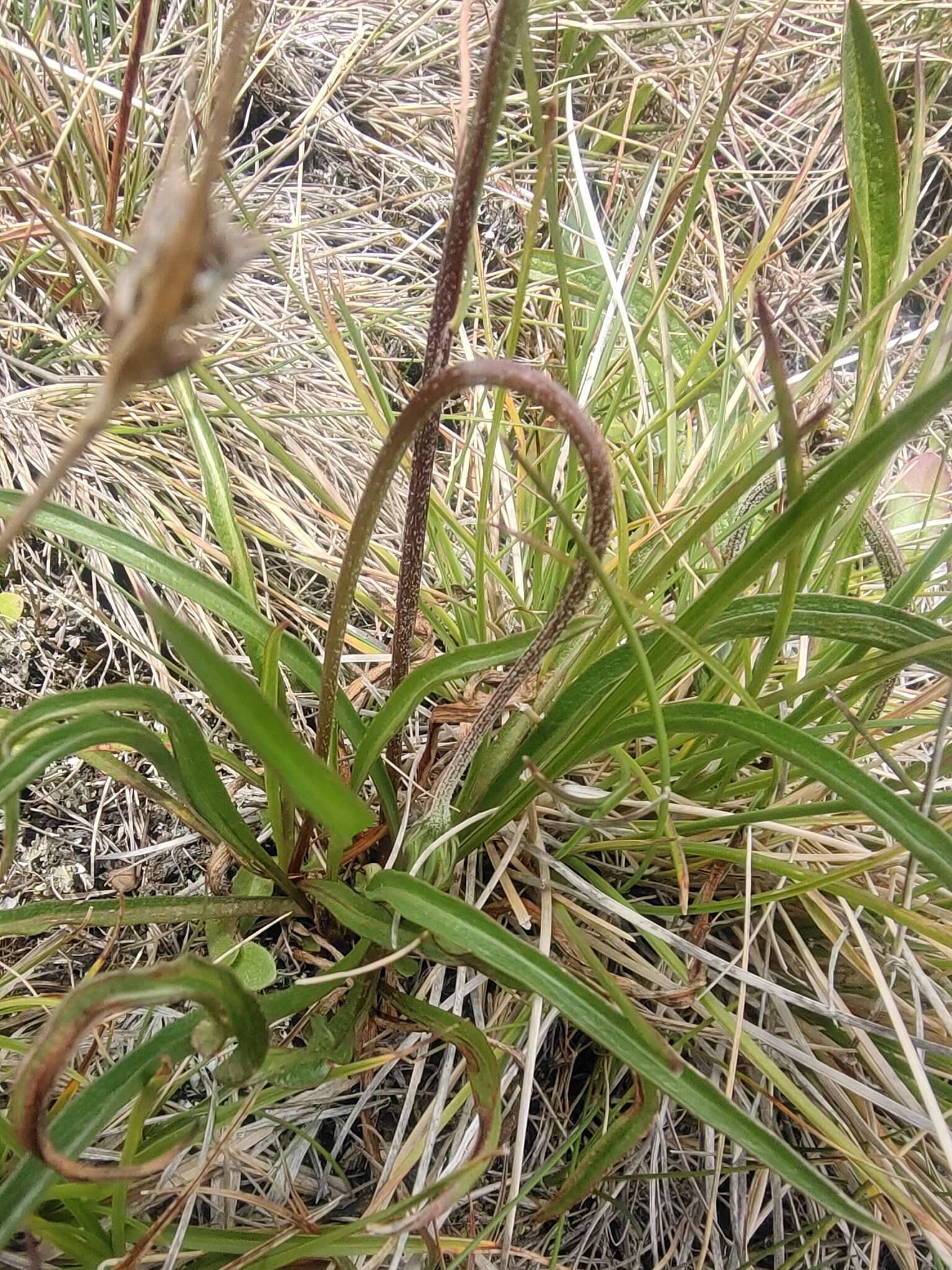 Image of Microseris lanceolata (Walp.) Sch. Bip.