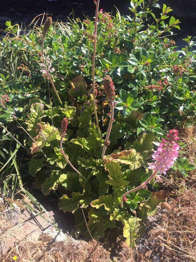 Image of Francoa appendiculata A. Juss.