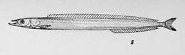 Image of American sand lance