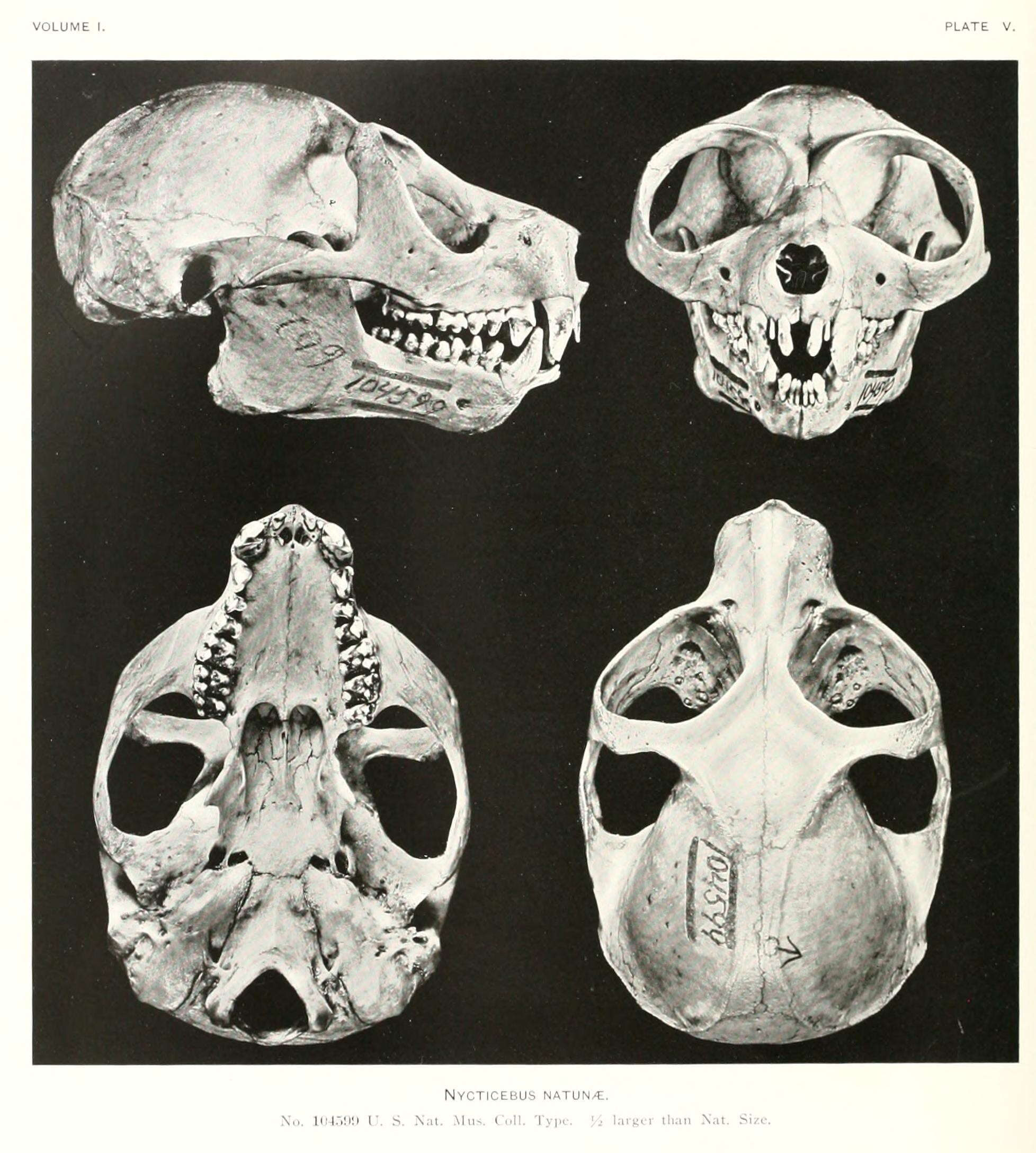 Image of lorises and pottos