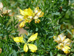 Plancia ëd Genista hispanica subsp. occidentalis Rouy