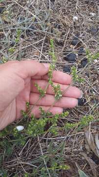 صورة Galium humifusum M. Bieb.