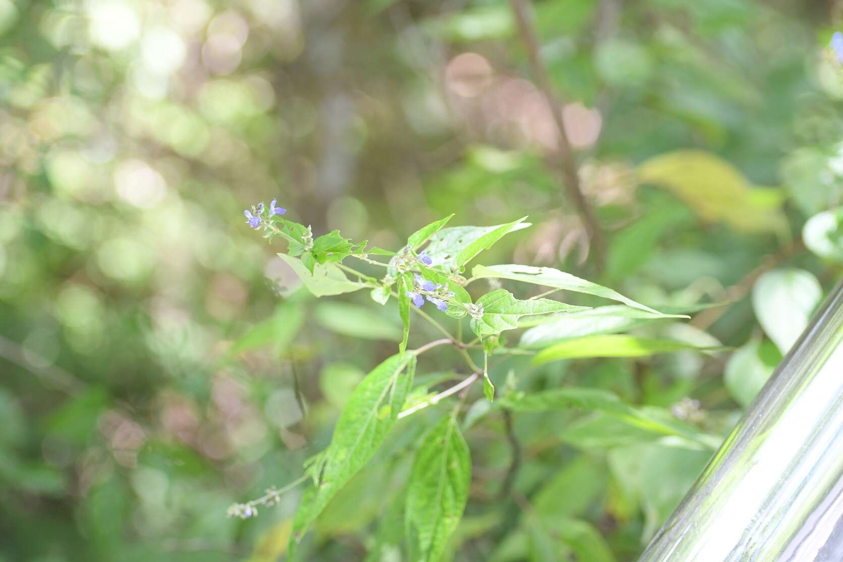 Image of Salvia connivens Epling