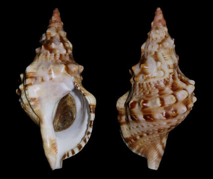 Image of Charonia lampas (Linnaeus 1758)