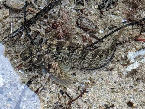 Слика од Hypsoblennius gilberti (Jordan 1882)