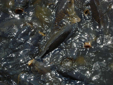 Image of common carp, carp