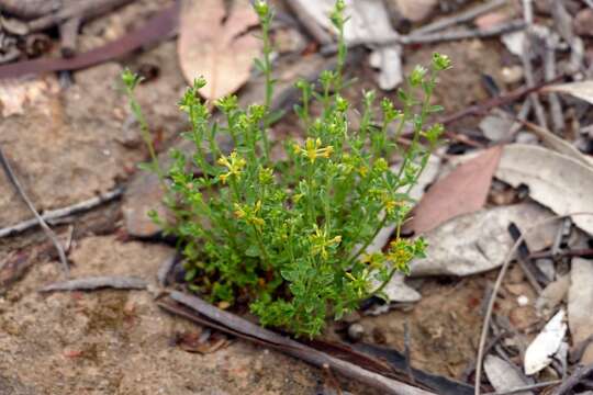 Image of Pimelea curviflora var. sericea Benth.