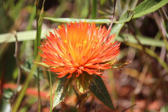 Image of Gomphrena arborescens L. fil.