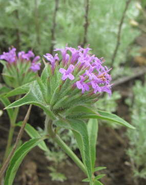 Image of Ziziphora capitata L.