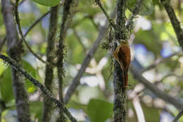 Margarornis rubiginosus Lawrence 1865的圖片