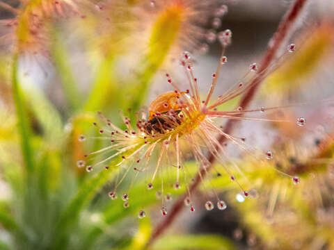 Image de Drosera scorpioides Planch.