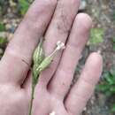 Image of night-flowering campion