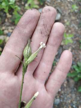 Image of night-flowering campion