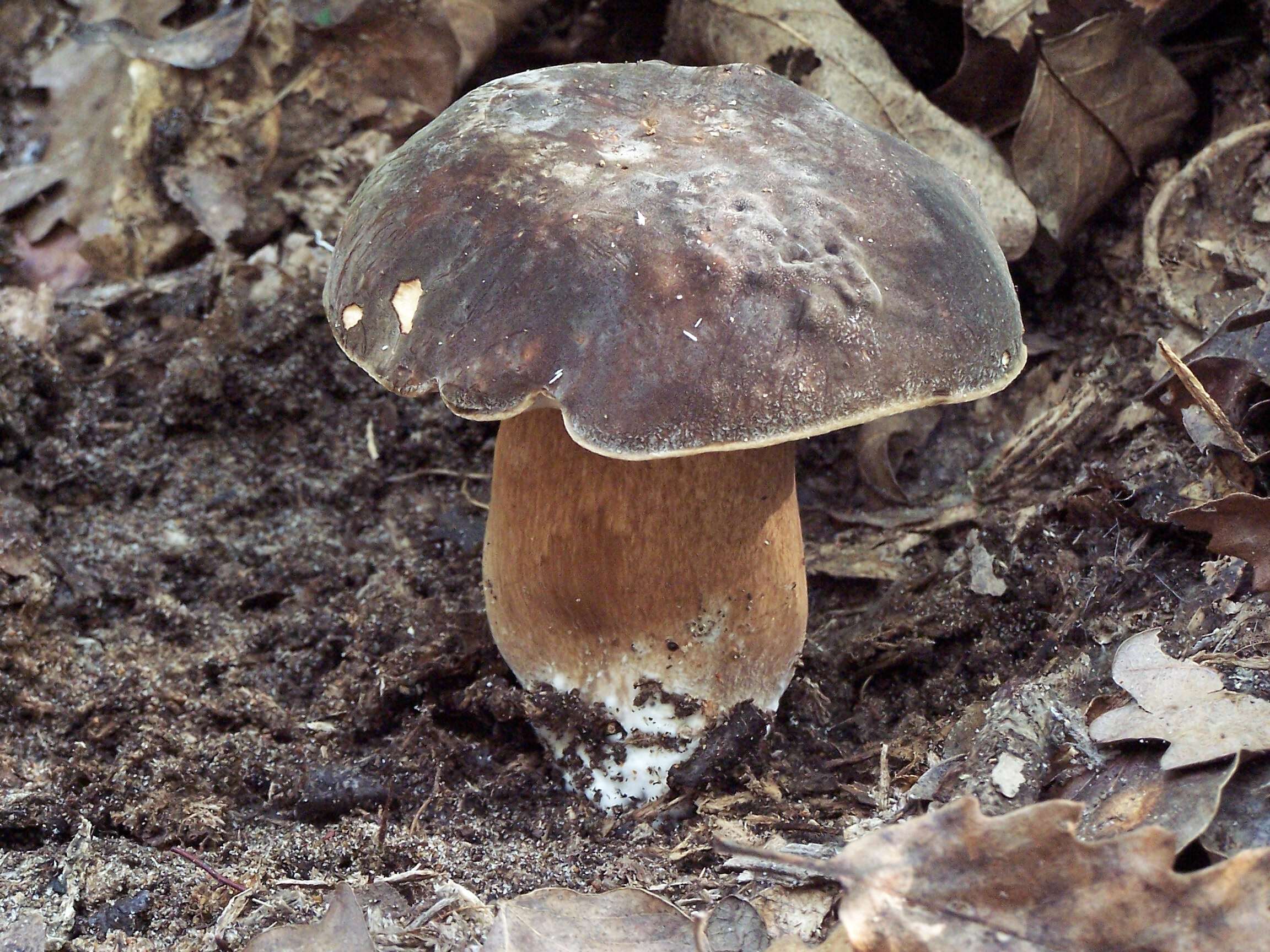 Image of Boletus