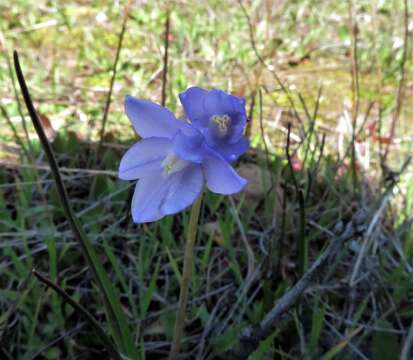 Image de Dipterostemon capitatus subsp. lacuna-vernalis