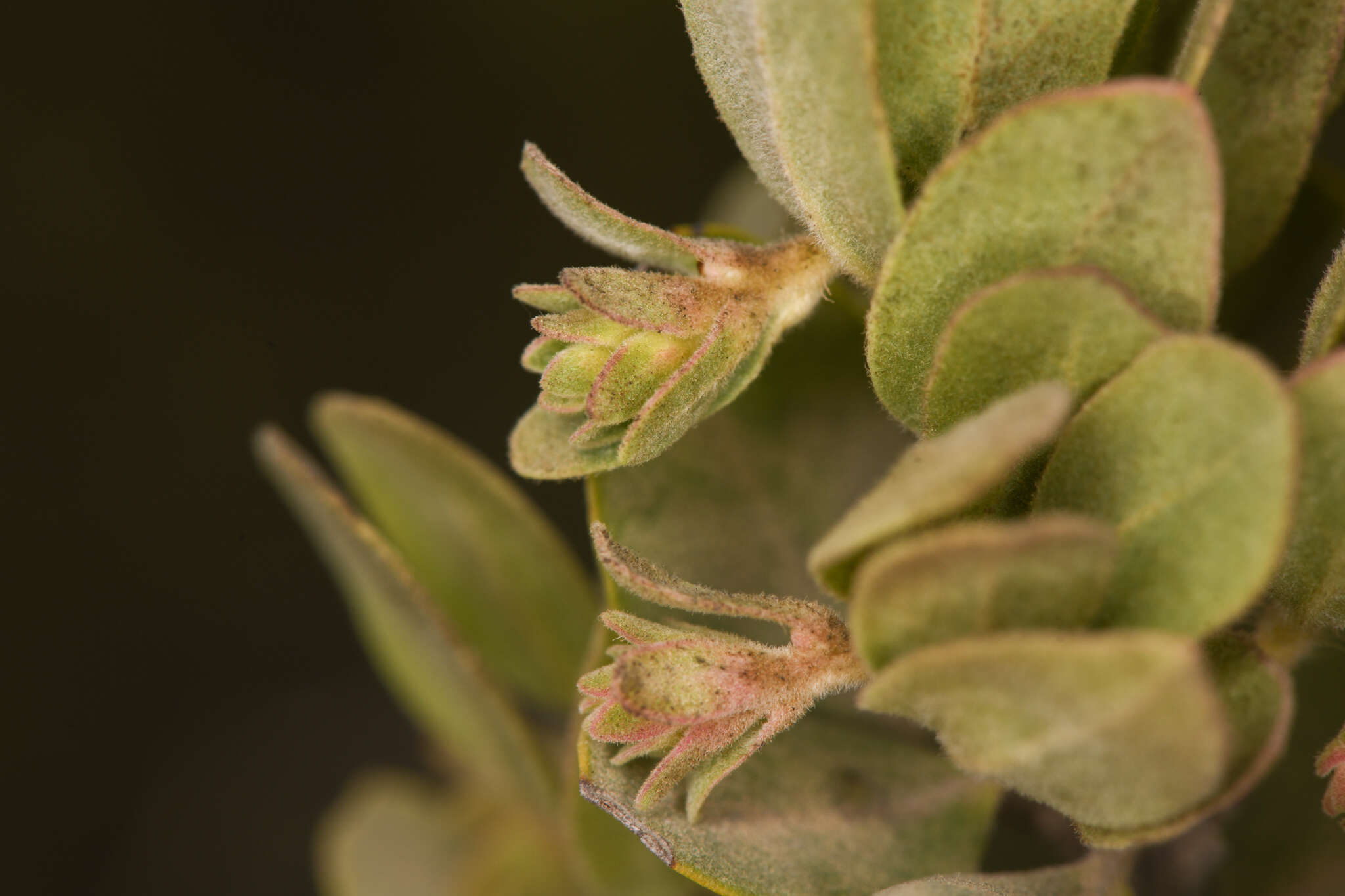 Image of Del Norte manzanita