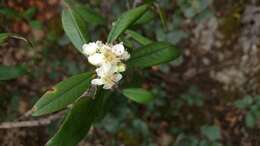 Imagem de Malacomeles paniculata (Rehd.) J. B. Phipps