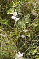 Plancia ëd Pyrola rotundifolia subsp. rotundifolia