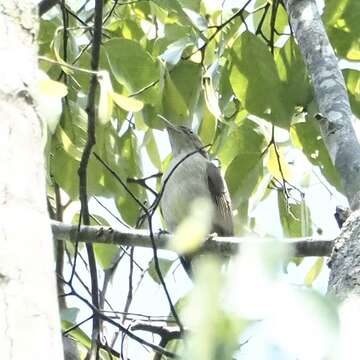 Image of Buff-vented Bulbul