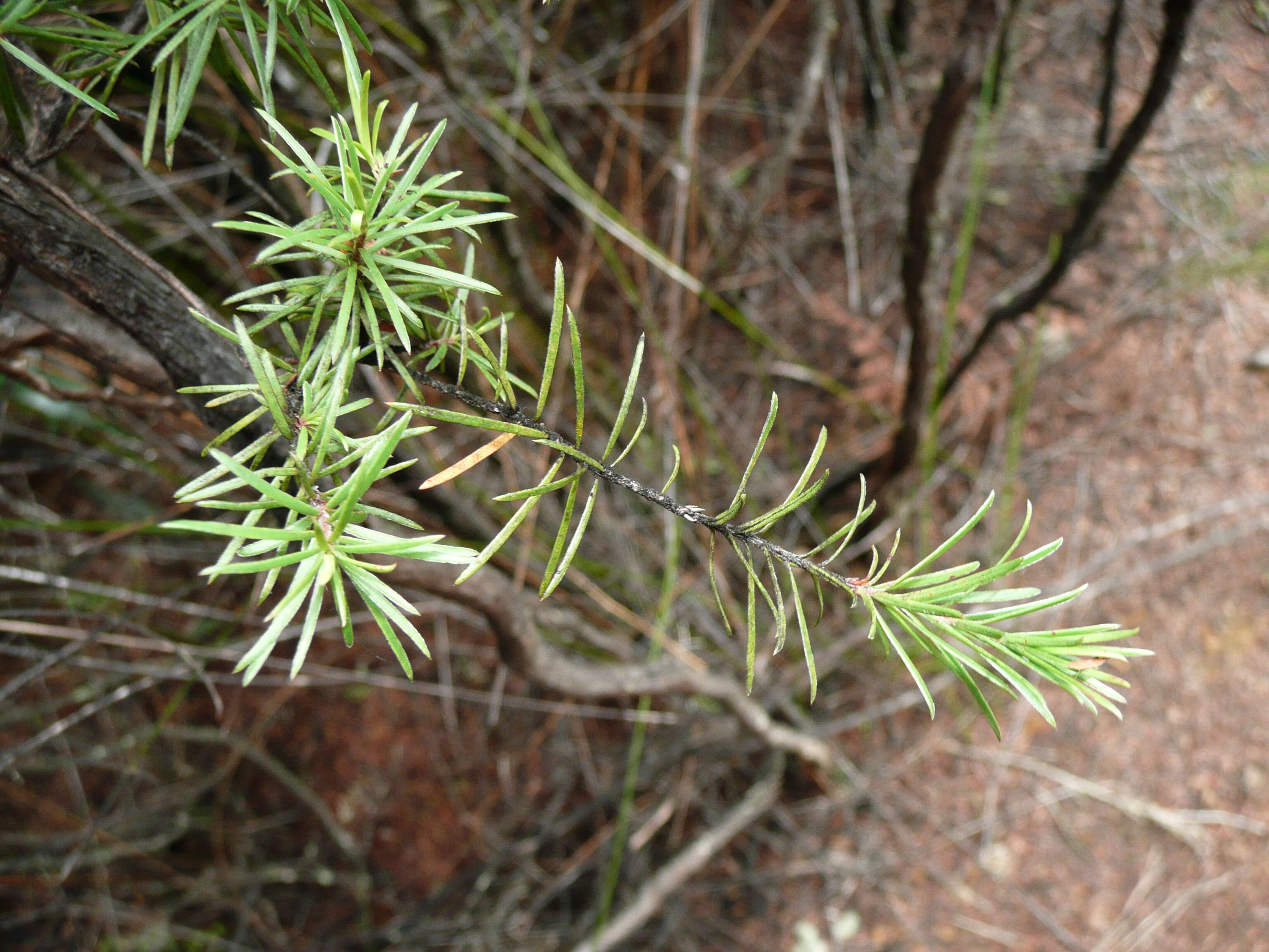 Sivun Kunzea ericoides (A. Rich.) J. Thompson kuva