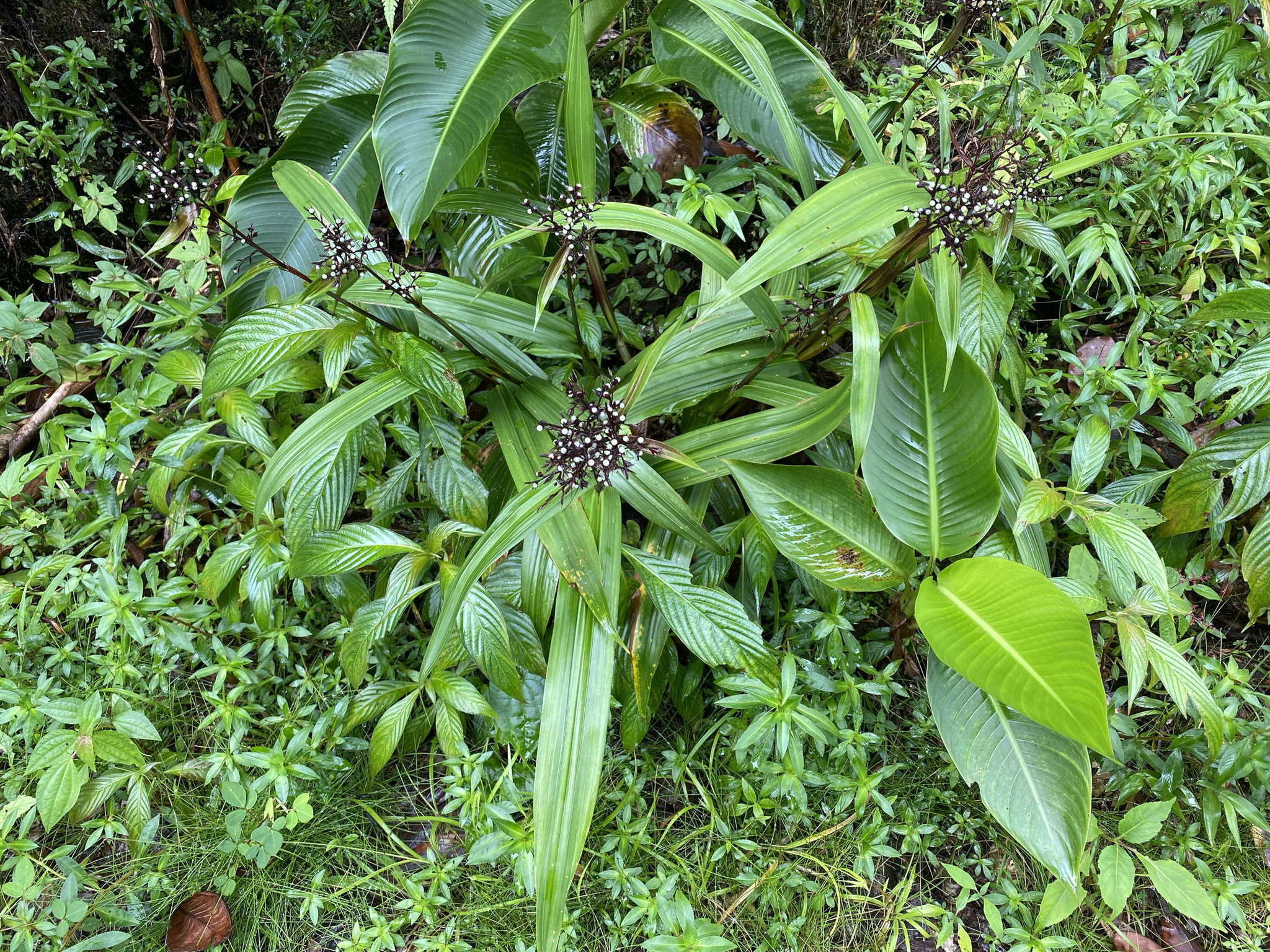 صورة Scleria latifolia Sw.