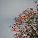 Sivun Erythrina poeppigiana (Walp.) O. F. Cook kuva