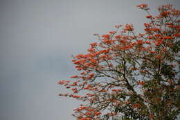 Plancia ëd Erythrina poeppigiana (Walp.) O. F. Cook