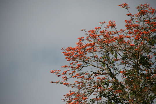 Imagem de Erythrina poeppigiana (Walp.) O. F. Cook