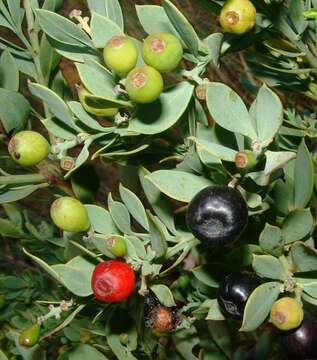 Image of Coastal tannin-bush