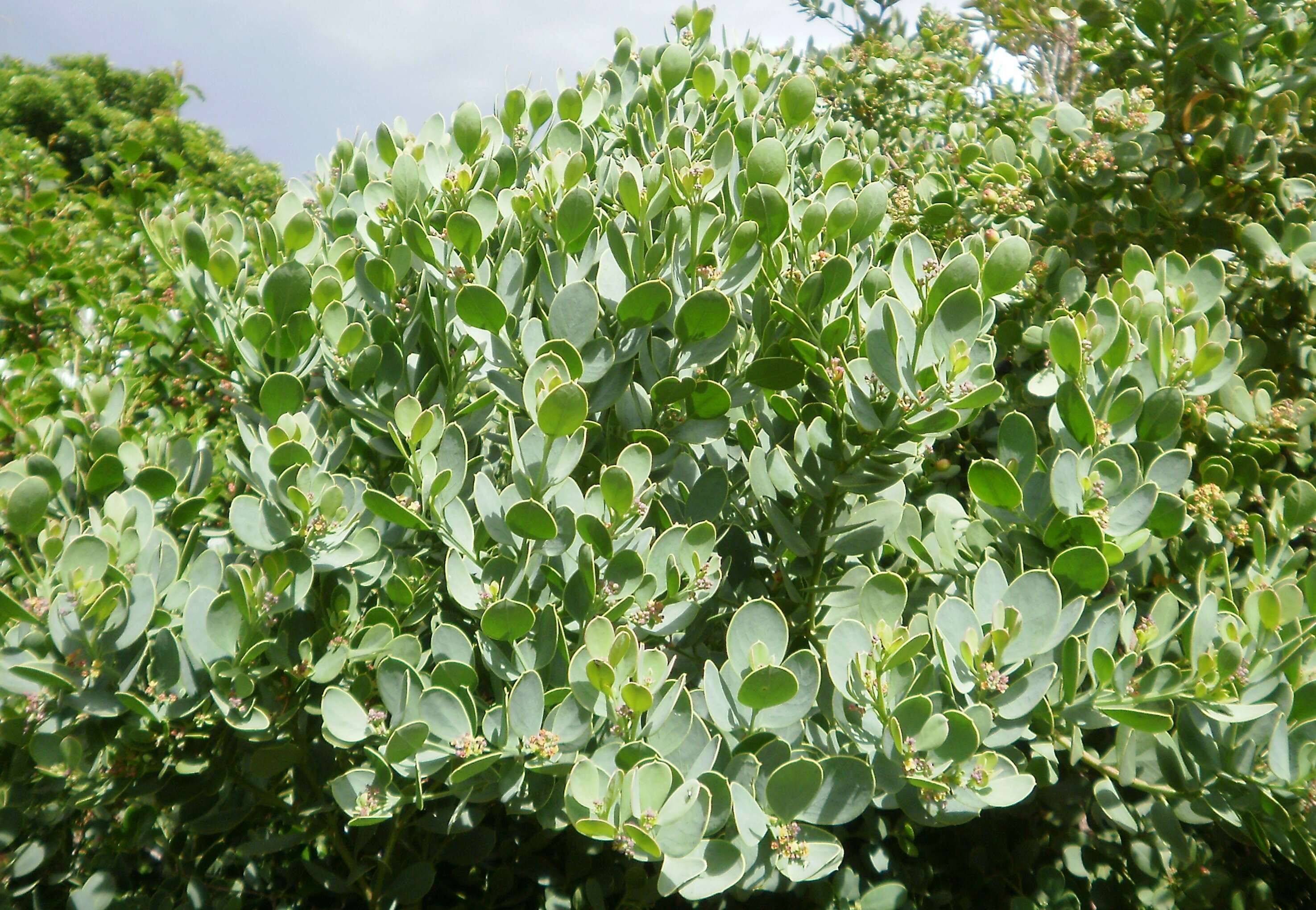 Image of Coastal tannin-bush