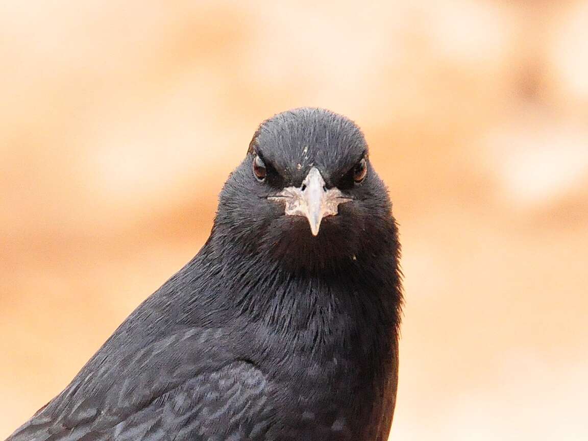 Image of Arabian Chestnut-winged Starling