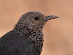 Image of Arabian Chestnut-winged Starling