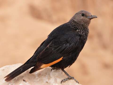 Image of Arabian Chestnut-winged Starling